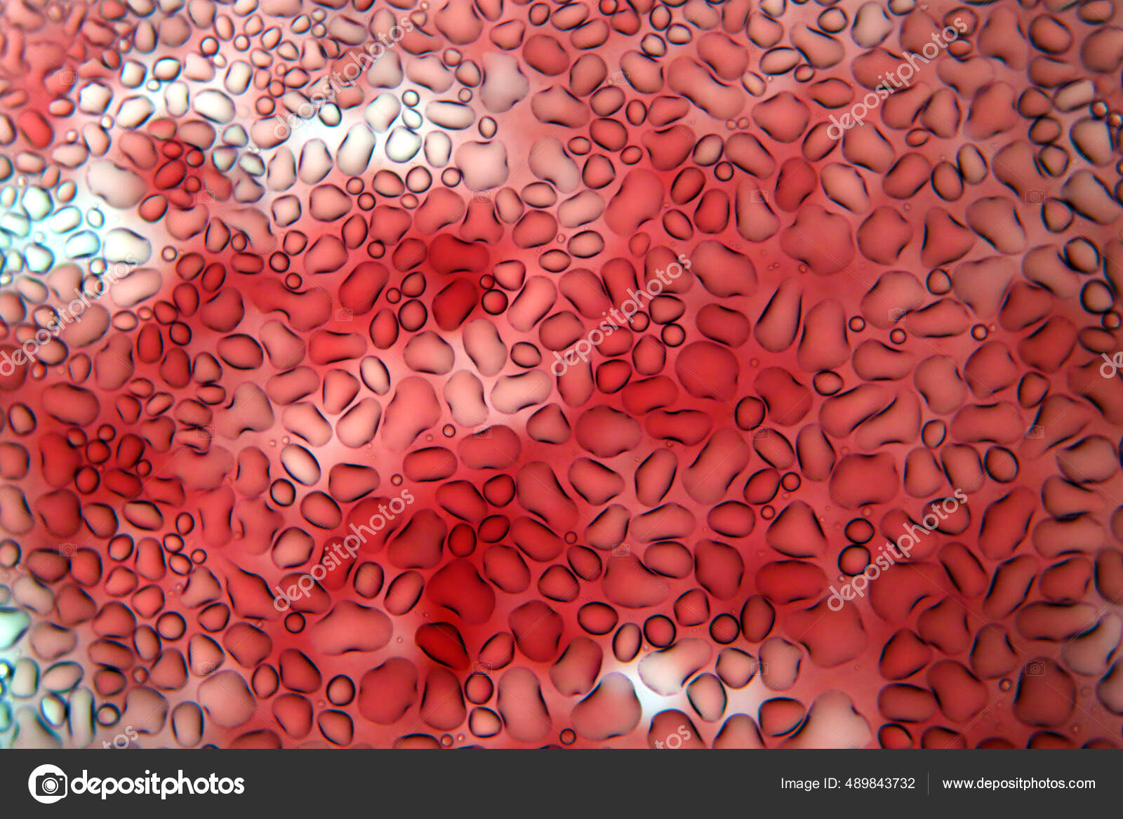Blood Blood Microscope Red Blood Cells Human Blood Cells Microscope