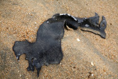 Balina. Ölü Balina. Ölü kambur balina Megaptera novaeangliae Güney Kaliforniya 'da kıyıya vurmuş bir balina türüdür. Bilim adamı bir Necropsy hazırlıyor ve iskeleti kurtarmak için onu sahilden çıkarmaya hazırlanıyor. Yazı işleri. Karaya vurmuş kambur balina