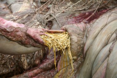 Balina. Ölü Balina. Megaptera novaeangliae Güney Kaliforniya 'da kıyıya vurmuş bir balina türüdür. Bilim adamı bir Necropsy hazırlıyor ve iskeleti kurtarmak için onu sahilden çıkarmaya hazırlanıyor. Yazı işleri. Balina bağırsaklarında bant kurtları. 