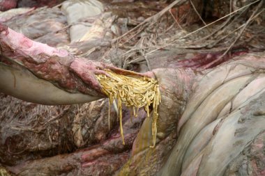 Balina. Ölü Balina. Megaptera novaeangliae Güney Kaliforniya 'da kıyıya vurmuş bir balina türüdür. Bilim adamı bir Necropsy hazırlıyor ve iskeleti kurtarmak için onu sahilden çıkarmaya hazırlanıyor. Yazı işleri. Balina bağırsaklarında bant kurtları. 