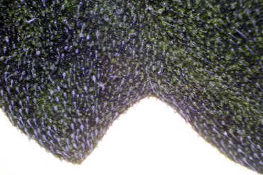 Marijuana. Microscopic View of a Marijuana Leaf. Cannabis Leaf. Microscopic view of Cannabis Leaf. Microscopic Image. Microscopic view of a Marijuana Leaf.  clipart