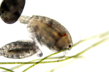 Mikroskobik Yaşam. Mikroskop. Tek hücreli hayvan. Yaşayan organizma. Mikroskopla bakıldı. Hayvan Hayatı. Mikroskobik Rotifer ya da Rotifera mikroskop altında, suyu filtreleyen tatlı su bentik organizması. Mikroskop ile görülebilen mikroskobik yaşam. 