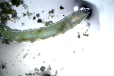 Mikroskobik Yaşam. Mikroskop. Tek hücreli hayvan. Yaşayan organizma. Mikroskopla bakıldı. Hayvan Hayatı. Mikroskobik Rotifer ya da Rotifera mikroskop altında, suyu filtreleyen tatlı su bentik organizması. Mikroskop ile görülebilen mikroskobik yaşam. 