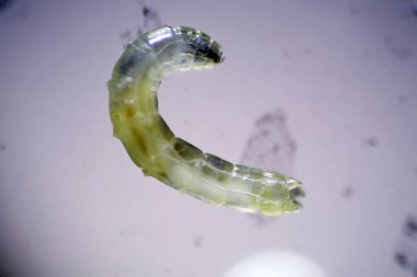 Mikroskobik Yaşam. Mikroskop. Tek hücreli hayvan. Yaşayan organizma. Mikroskopla bakıldı. Hayvan Hayatı. Mikroskobik Rotifer ya da Rotifera mikroskop altında, suyu filtreleyen tatlı su bentik organizması. Mikroskop ile görülebilen mikroskobik yaşam. 