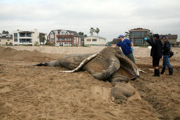 Dead Humpback Whale Megaptera Novaeangliae 캘리포니아 해안에서 고래의 일종이다 과학자들은 — 스톡 사진