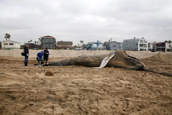 Une Baleine Baleine Morte Rorqual Bosse Mort Megaptera Novaeangliae Est — Photo