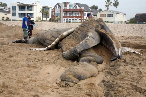 Whale Dead Whale Dead Humpback Whale Megaptera Novaeangliae Species Baleen — Stock Photo, Image