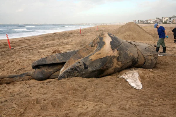 Une Baleine Baleine Morte Rorqual Bosse Mort Megaptera Novaeangliae Est — Photo
