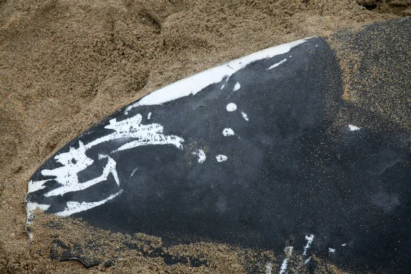Knölval Död Knölval Megaptera Novaeangliae Balenvalart Som Spolats Iland Södra — Stockfoto