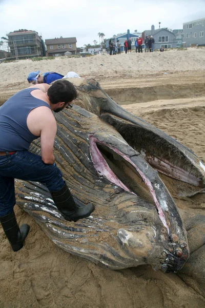 Una Megattera Una Megattera Morta Megaptera Novaeangliae Una Specie Balena — Foto Stock