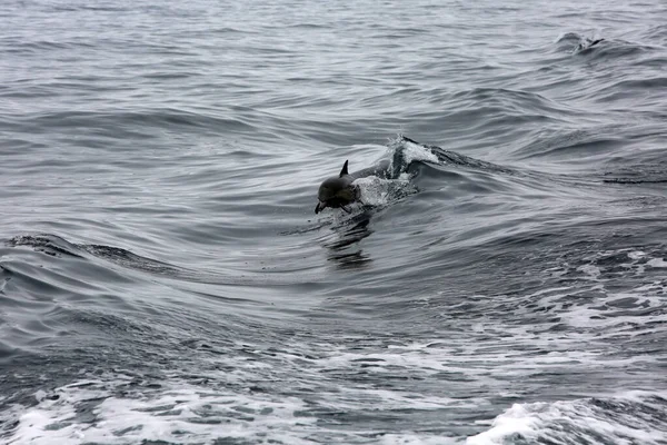 Delfíni Bottle Nose Delfíni Běžný Delfín Láhve Tursiops Truncatus Pár — Stock fotografie