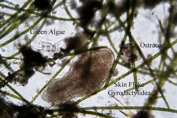 Microscopic Life Microscope Single Cell Animal Living Organism Seen Microscope — Stock Photo, Image