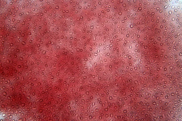 Sangue Sangue Microscópio Glóbulos Vermelhos Células Sanguíneas Humanas Microscópio Microbiologia — Fotografia de Stock