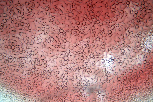 Блад Кров Під Мікроскопом Червоні Кров Яні Клітини Людські Кров — стокове фото