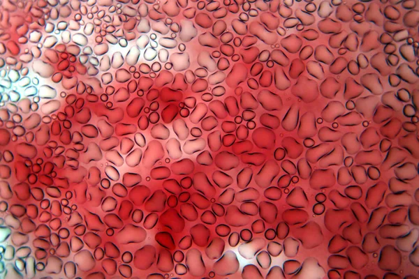 Blod Blod Ett Mikroskop Röda Blodkroppar Mänskliga Blodkroppar Mikroskop Mikrobiologi — Stockfoto