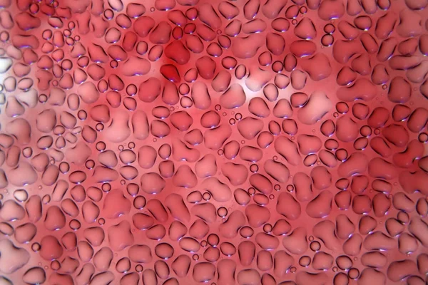 Sangue Sangue Microscopio Globuli Rossi Cellule Ematiche Umane Microscopio Microbiologia — Foto Stock