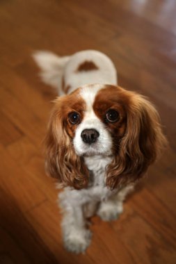 Köpek. Aile Hayvanları. Aile üyesi. Aile Köpeği. Kral Charles Spaniel. Şövalye Kral Charles Spaniel. Şövalye Kral Charles Spaniel 'in güzel ve sevimli köpeği. Kucak Köpeği. Aile dostu. En İyi Arkadaş Mans. Sadık Köpek. Güzel köpek cinsi. Tatlı köpek..