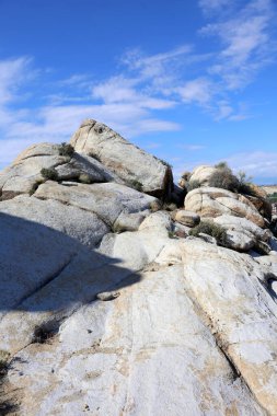 Ölüm Vadisi Joshua Tree Çölü. Orman. Çöl. Antik Volkanik Kaya oluşumları ve Güney Kaliforniya 'daki Joshua Ulusal Ormanı manzarası için Doğal Çöl Bitkileri Joshua Tree Ulusal Parkı' ndaki kayalar. Çöl hayatı. Kayalar. 