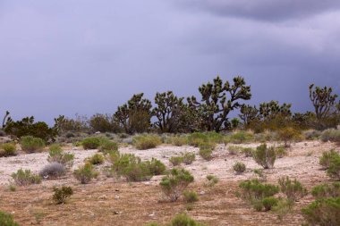 Joshua Tree. Joshua Tree, Ölüm Vadisi Kaliforniya ve Nevada 'da. Kaliforniya ve Nevada Mohave Çölü 'ndeki Joshua Tree. Joshua Tree Ulusal Parkı 'nda dev kayalara karşı Joshua ağacı ya da yukka ağacı. Ölüm Vadisi Sıcak Kuru Çöl. Vahşi Vahşi Batı. 