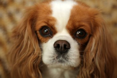 Kral Charles Cavalier. İki Kral Charles Cavalier Köpeği fotoğraf için poz veriyor. İki güzel kral Charles Cavalier Köpekleri moda çekimleri için otururlar. 