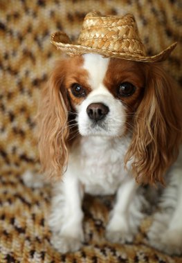 Kral Charles Cavalier. İki Kral Charles Cavalier Köpeği fotoğraf için poz veriyor. İki güzel kral Charles Cavalier Köpekleri moda çekimleri için otururlar. 