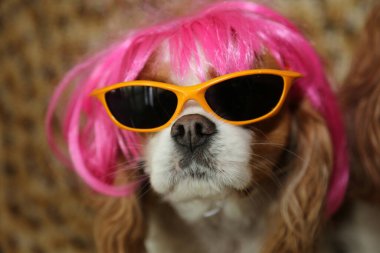 Kral Charles Cavalier Köpek. Şirin ve Komik Kral Charles Caviler güneş gözlüğü ve pembe peruk takıyor. Komik Köpek Fotoğrafı. 