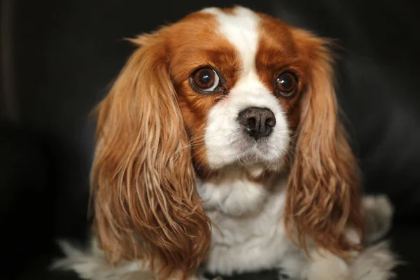 Dog. Family Pet. Family Member. Family Dog. King Charles Spaniel. Cavalier King Charles Spaniel. A beautiful and cute dog of the Cavalier King Charles Spaniel breed. Lap Dog. Family Friend. Mans Best Friend. Loyal Dog. Beautiful Dog breed. sweet dog.