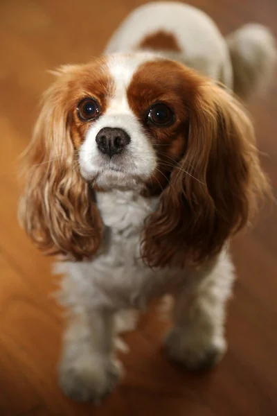 Dog. Family Pet. Family Member. Family Dog. King Charles Spaniel. Cavalier King Charles Spaniel. A beautiful and cute dog of the Cavalier King Charles Spaniel breed. Lap Dog. Family Friend. Mans Best Friend. Loyal Dog. Beautiful Dog breed. sweet dog.