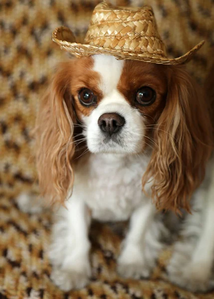 Kung Charles Cavalier Två Kung Charles Cavalier Hundar Poserar För — Stockfoto