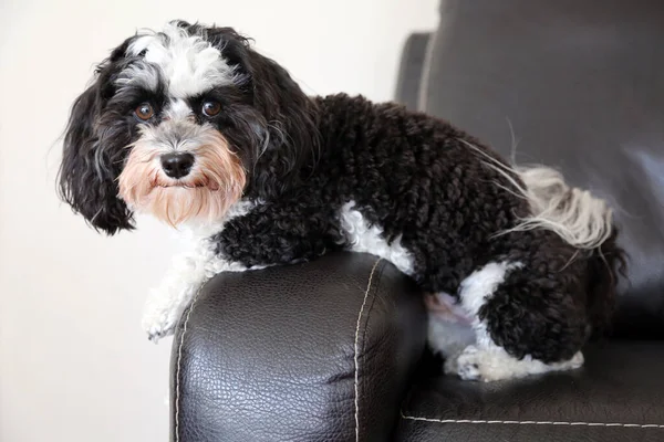 犬を飼っている 黒と白のハバナの犬は黒いソファの上に座っている 犬を飼っている 美しいハバニ犬 黒と白の毛皮 — ストック写真