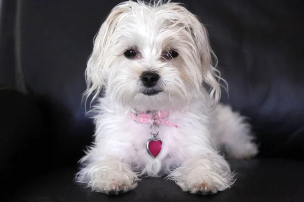 Perro Pequeño Perro Blanco Lindo Perrito Foto Perro Maltés Mezcla — Foto de Stock