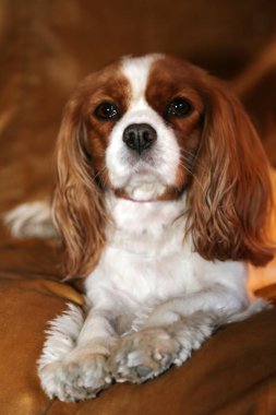 Şövalye Kral Charles Spaniel Köpekleri. 