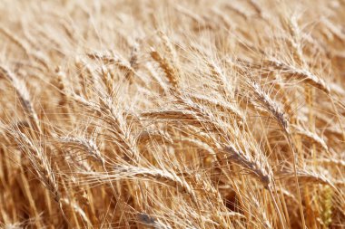 Buğday. Buğday tarlası. Acres ve Acres of Golden Buğday Tarlaları hasat için hazır. Mavi gökyüzüne karşı buğday tarlası. Çiftlik. Buğday çiftliği. Çiftçi tarlası. Altın buğday. Altın Tahıl. Çiftlik arazisi. Doğa. Washington Eyaleti. Tahıl tarlası. Ekinler. 