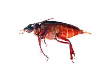 Kaliforniya Prionus böceği. Prionus Caliznicus. Prionus kökü sıkıcısı. Larvaları çeşitli ağaç ve çalıların köklerinden beslenen büyük, sıkıcı bir böcek.. 