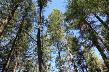 Mavi Gökyüzü. Mavi gökyüzü ve beyaz kabarık bulutlar. Ağaçların arasından gökyüzü. Orman Gökyüzü. Temiz Mavi Gökyüzü. Yaz günü. Bahar günü. Ağaçların tepelerine bakıyorum. Gökyüzüne karşı güzel doğal yapraklar. Mavi gökyüzüne karşı bir ağacın yeşil yaprakları. Mavi Gökyüzü Günü.