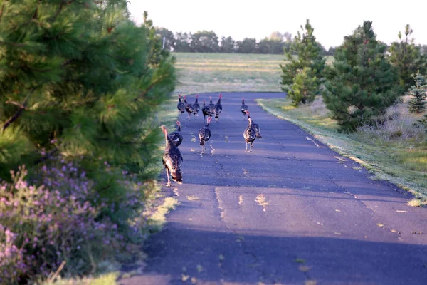 トルコだ 野生の七面鳥 私道で野生の七面鳥の群れ 野生のトルコ人は私道を乗っ取っている 野生のトルコ人 ワシントン州の私道で食べ物を探す野生の七面鳥 — ストック写真