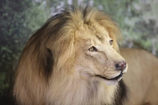 Lion. Taxidermy of a Lion. Dominant lion, sitting on a grassy background. Dead Taxidermy. King of the Jungle. The lion king of jungle, also known as the Southeast African lion or Kalahari lion. A large dominant male African lion.
