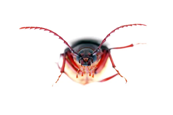 Kalifornischer Prionuskäfer Prionus Californicus Prionuswurzelbohrer Ein Großes Langweiliges Insekt Dessen — Stockfoto