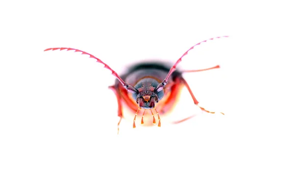 캘리포니아의 프리온 딱정벌레 Prionus Californicus 입니다 프리오 루트보더 나무와 관목의 — 스톡 사진