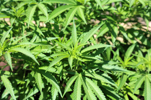 Марихуана. Конопля. Ферма марихуаны. Растения марихуаны выращиваются на открытой ферме марихуаны. Растения конопли, выращенные для отдыха и медицинского использования. Ферма конопли. Большая ферма марихуаны. плантация конопли. Плантация марихуаны. Конопля Сатива. горшок.