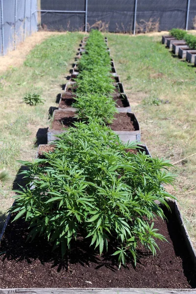 마리화나 칸나비스 마리화나 농장에서 마리화나 식물을 재배하고 대마초는 의료용으로 재배되었다 — 스톡 사진