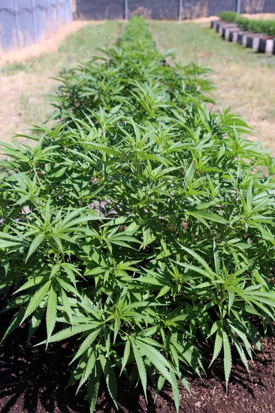 Marijuana Cannabis Marijuana Farm Marijuana Plants Being Grown Outdoor Cannabis — Stock Photo, Image