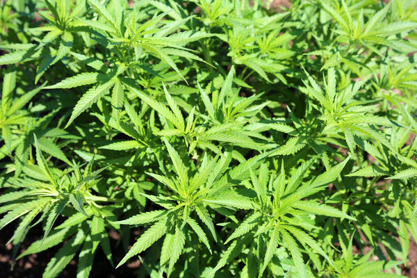 Марихуана. Конопля. Ферма марихуаны. Растения марихуаны выращиваются на открытой ферме марихуаны. Растения конопли, выращенные для отдыха и медицинского использования. Ферма конопли. Большая ферма марихуаны. плантация конопли. Плантация марихуаны. Конопля Сатива. горшок.