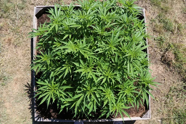 Marijuana Cannabis Marijuana Farm Marijuana Plants Being Grown Outdoor Cannabis — Stock Photo, Image