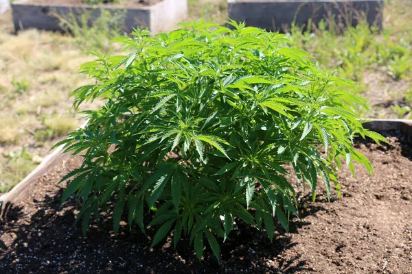 마리화나 칸나비스 마리화나 농장에서 마리화나 식물을 재배하고 대마초는 의료용으로 재배되었다 — 스톡 사진