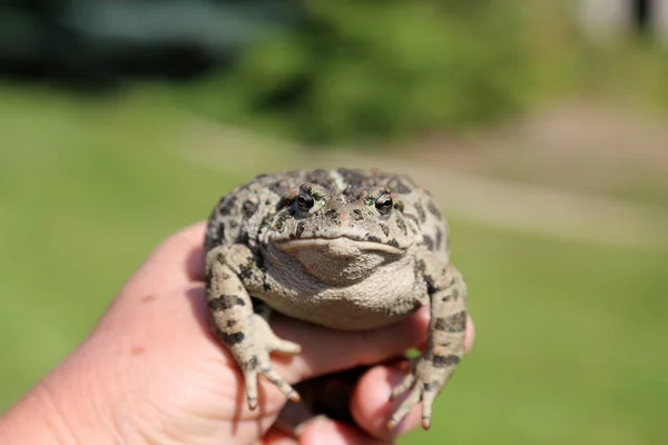 Sapo Sapo Hermoso Sapo Común Sapo Europeo Bufo Bufo Sentado —  Fotos de Stock