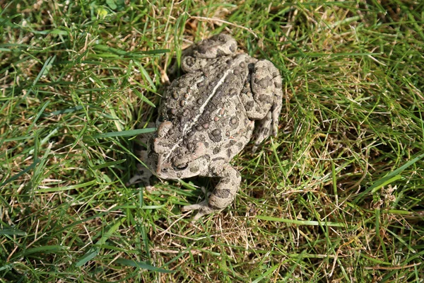 Sapo Sapo Lindo Sapo Comum Sapo Europeu Bufo Bufo Sentado — Fotografia de Stock