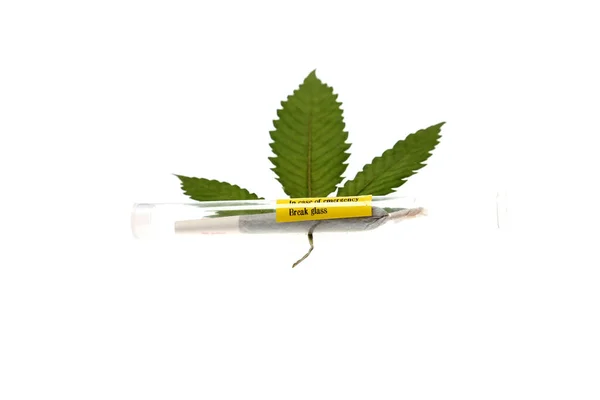 Marihuana Cannabis Cannabis Sativa Cannabis Indica Marihuana Blatt Mit Einem — Stockfoto