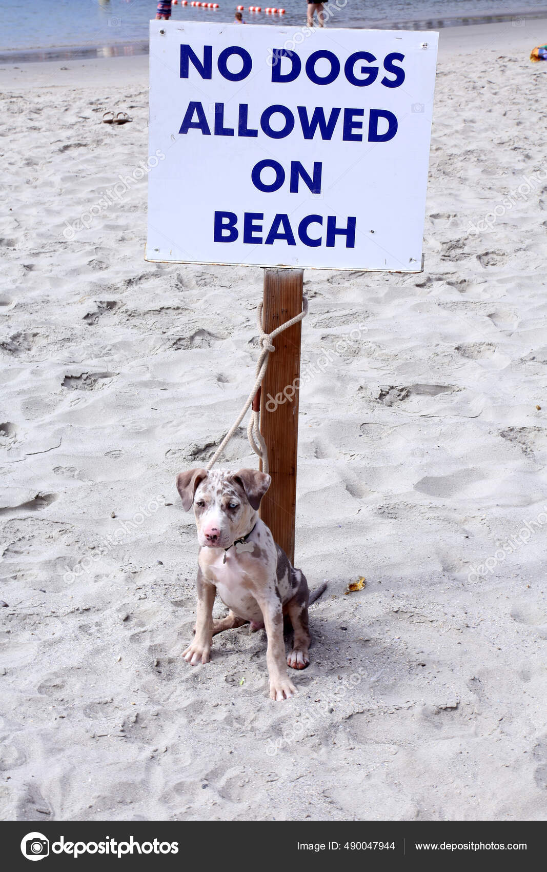 Where Can Dogs Go On The Beach