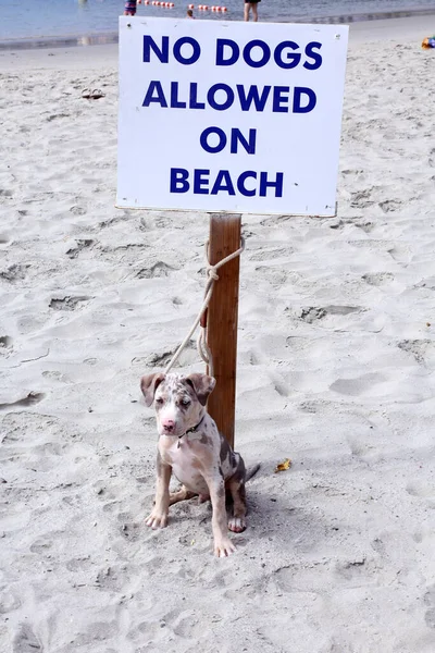 No Dogs on Beach. Dog tied to No Dogs on Beach sign while on the beach. Scofflaw. Breaking the law. Illegal dog owner. Bad Person. Good Dog. A cute dog tied to a No Dogs Allowed On Beach sign.